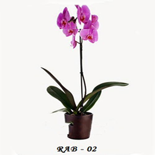 RAB-02